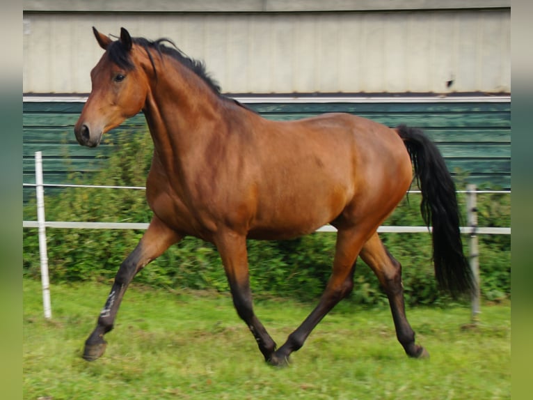 Trakehner Étalon 5 Ans Bai in Klein Wittensee