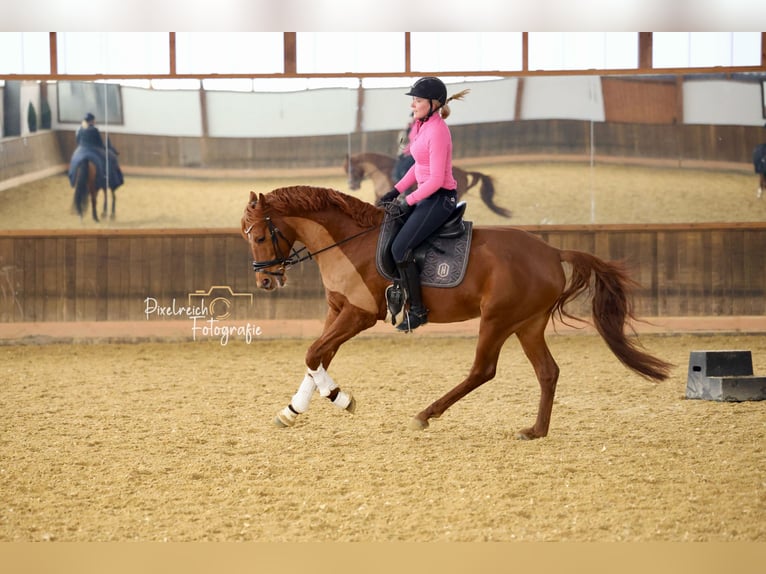 Trakehner Étalon 6 Ans 165 cm Alezan in Wuppertal