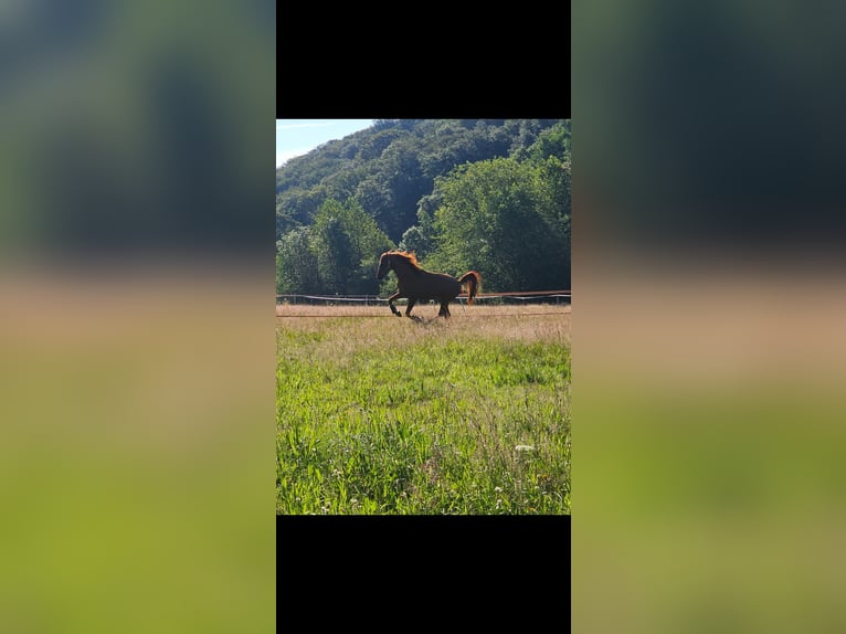 Trakehner Étalon 6 Ans 165 cm Alezan in Wuppertal