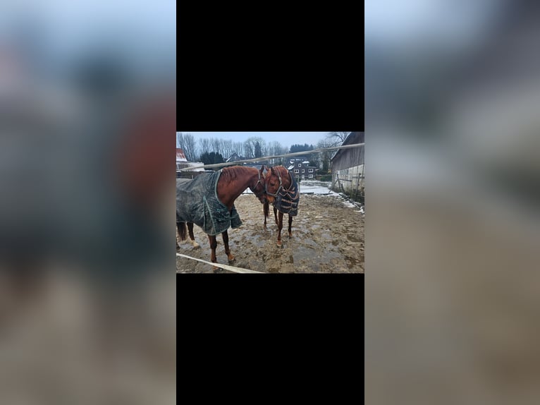 Trakehner Étalon 6 Ans 165 cm Alezan in Wuppertal