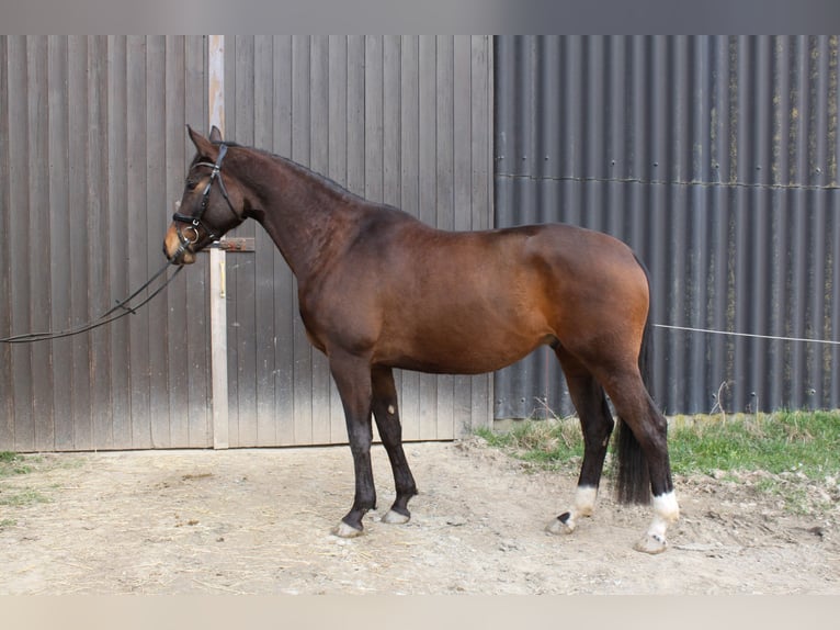 Trakehner Étalon 6 Ans 165 cm Bai in Weisel