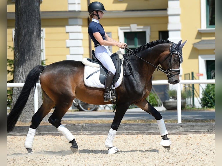 Trakehner Étalon 6 Ans 166 cm Bai brun in Stadl-Paura