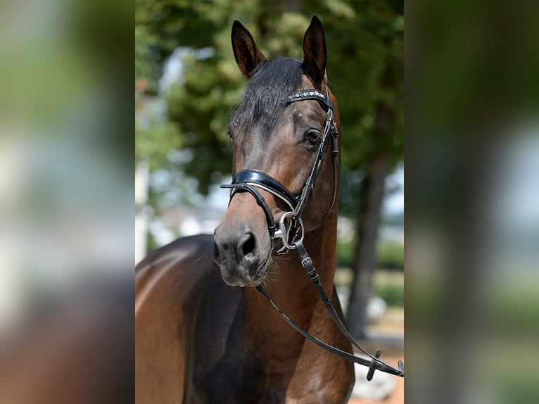 Trakehner Étalon 6 Ans 166 cm Bai brun in Stadl-Paura