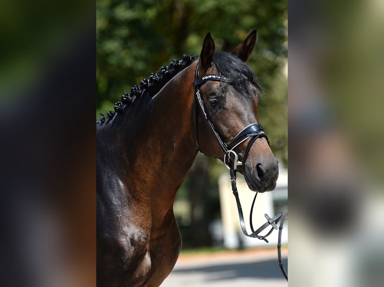 Trakehner Étalon 6 Ans 166 cm Bai brun in Stadl-Paura