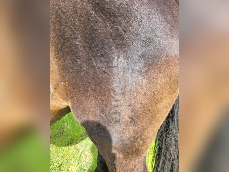 Trakehner Étalon 8 Ans 165 cm Bai brun in Atzendorf