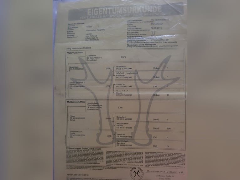 Trakehner Étalon 8 Ans 165 cm Bai brun in Atzendorf