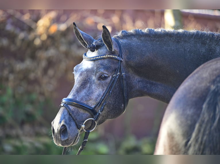 Trakehner Étalon 8 Ans 170 cm Gris noir in Feldbach