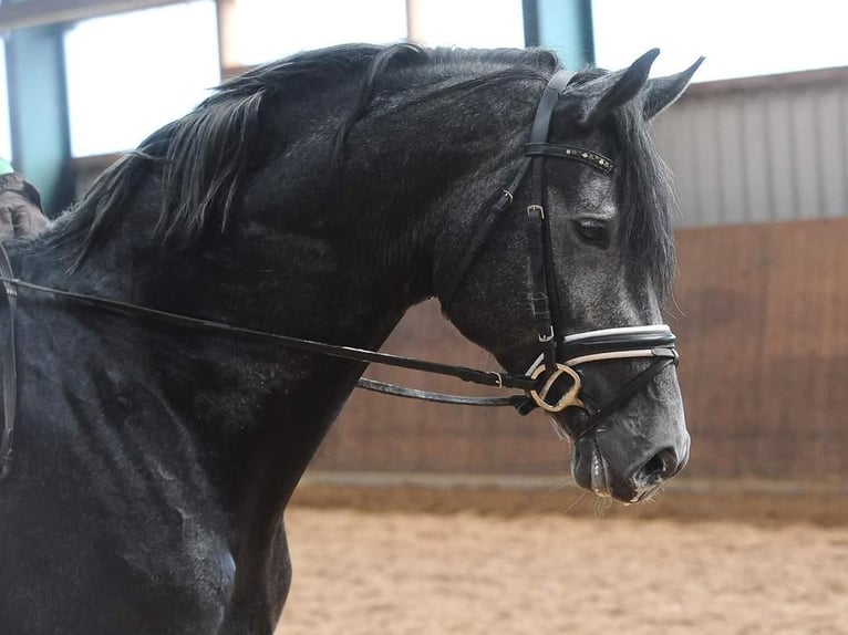 Trakehner Étalon 8 Ans 170 cm Gris noir in Feldbach