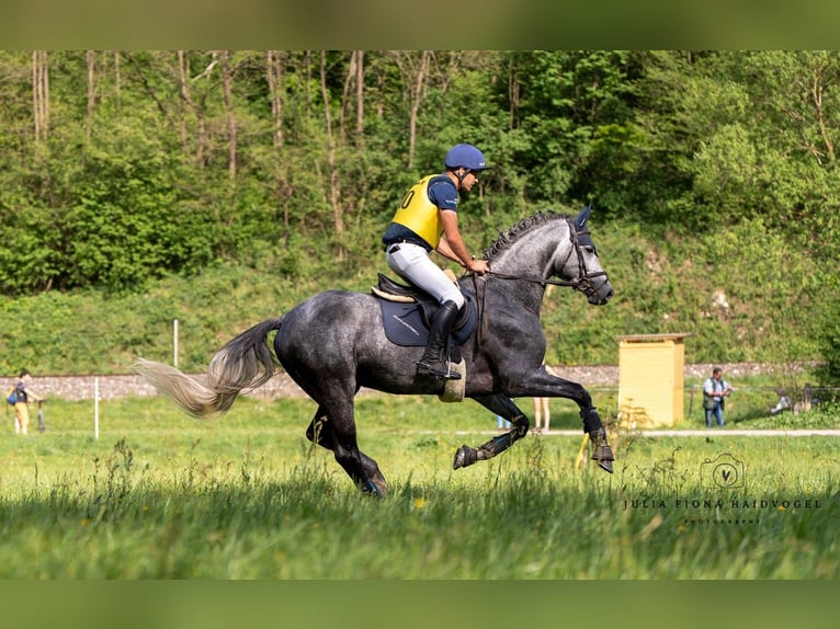 Trakehner Étalon 8 Ans 170 cm Gris noir in Feldbach