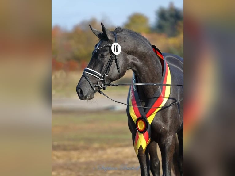 Trakehner Étalon 8 Ans 170 cm Gris noir in Feldbach