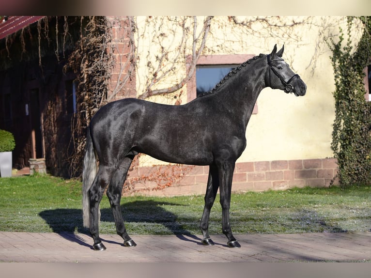 Trakehner Étalon 8 Ans 170 cm Gris noir in Feldbach