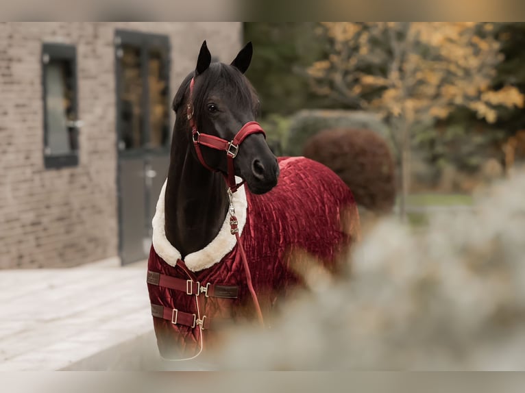 Trakehner Étalon 8 Ans 171 cm Noir in Dreieich