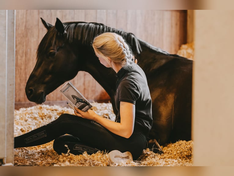 Trakehner Étalon 8 Ans 171 cm Noir in Dreieich