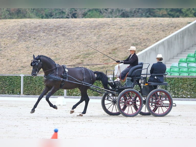 Trakehner Étalon 8 Ans 171 cm Noir in Dreieich