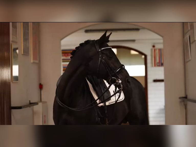 Trakehner Étalon 9 Ans 170 cm Noir in RecklinghausenRecklinghausen