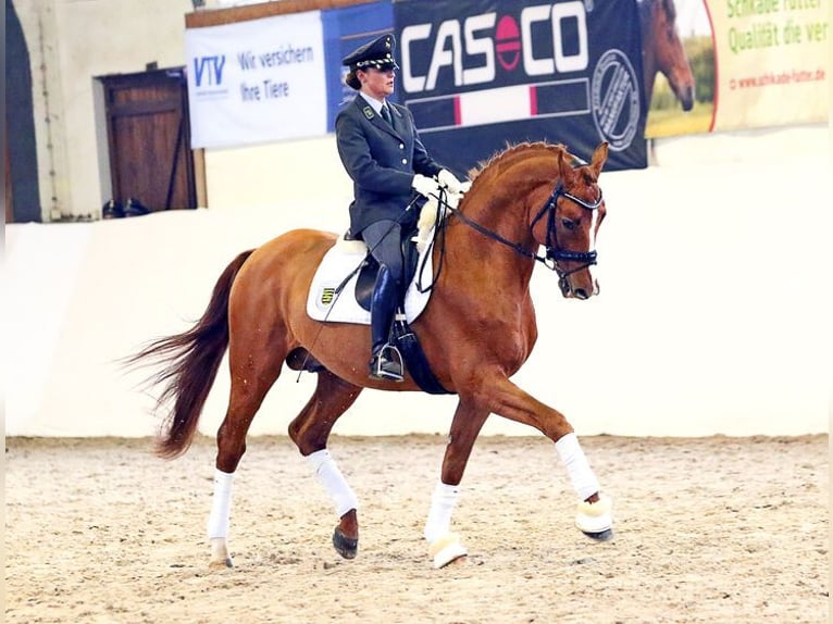 Trakehner Étalon Alezan in Moritzburg
