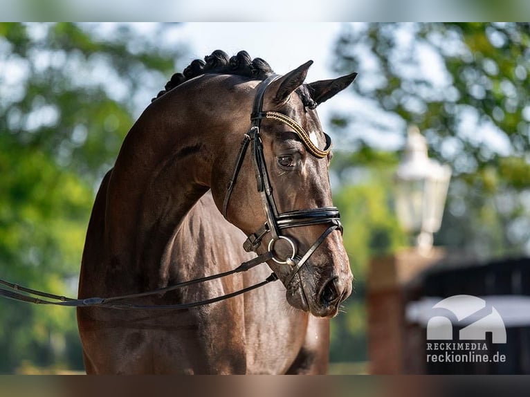 Trakehner Étalon Bai brun in Coesfeld