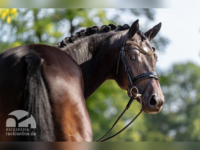 Trakehner Étalon Bai brun in Coesfeld