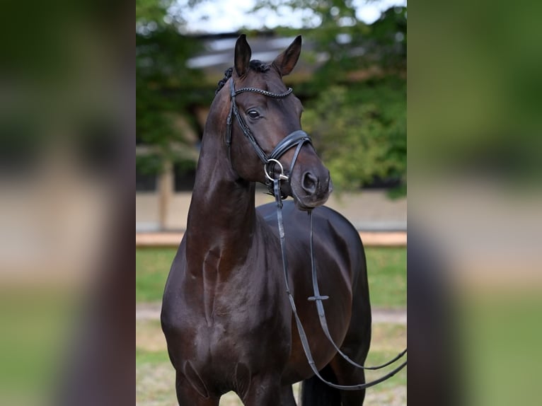 Trakehner Étalon Bai brun in Pfarrkirchen