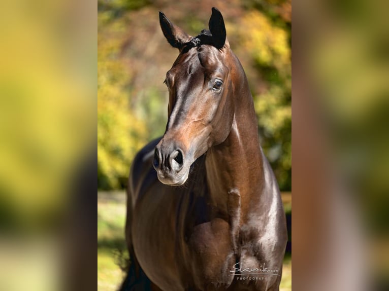 Trakehner Étalon Bai brun in Pfarrkirchen