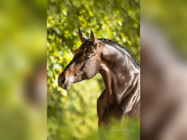 Trakehner Étalon Bai brun in Pfarrkirchen