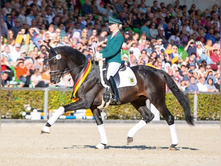 Trakehner Étalon Bai brun in Moritzburg