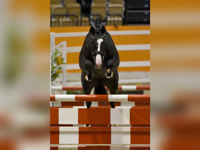 Trakehner Étalon Bai brun foncé in Pfarrkirchen