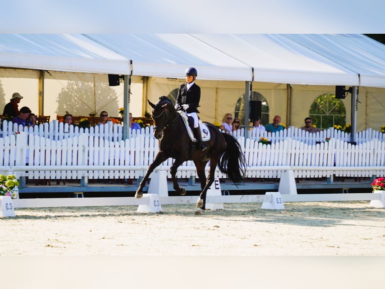 Trakehner Étalon Bai in Coesfeld