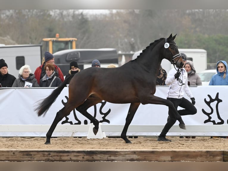 Trakehner Étalon Bai in Pfarrkirchen