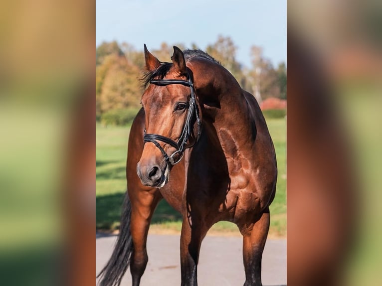 Trakehner Étalon Bai in Nümbrecht