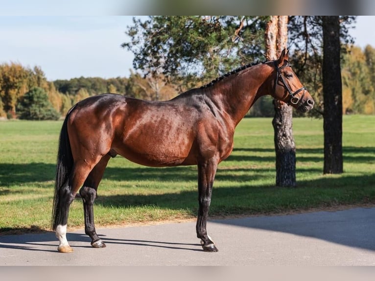 Trakehner Étalon Bai in Nümbrecht