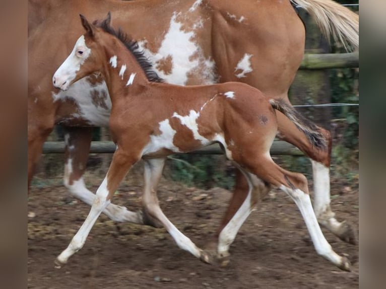 Trakehner Étalon in Beaumont pied-de-boeuf