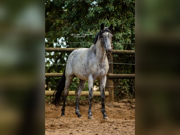 Trakehner Étalon in Beaumont pied-de-boeuf