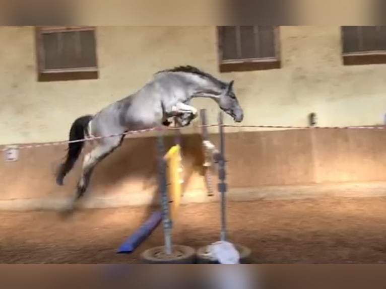 Trakehner Étalon in Beaumont pied-de-boeuf