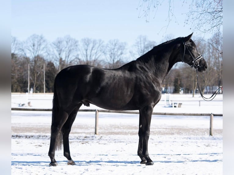 Trakehner Étalon Noir in Pfarrkirchen