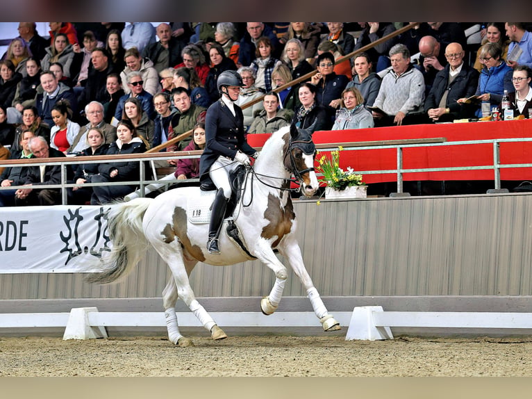 Trakehner Étalon Pinto in Bad Oldesloe