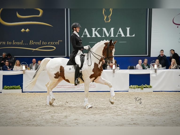 Trakehner Étalon Pinto in Bad Oldesloe