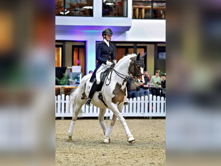 Trakehner Étalon Pinto in Bad Oldesloe