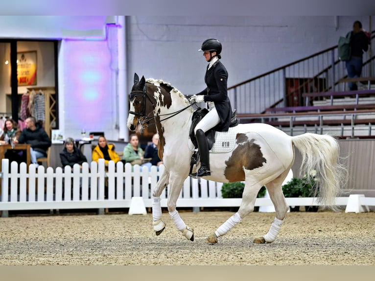 Trakehner Étalon Pinto in Bad Oldesloe