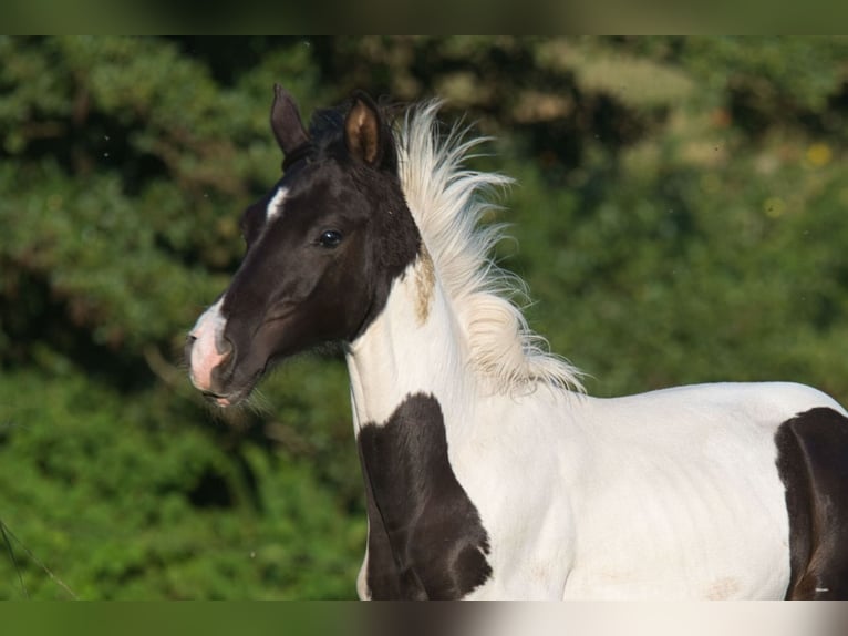 Trakehner Étalon Poulain (03/2025) 160 cm Pinto in Fleischwangen