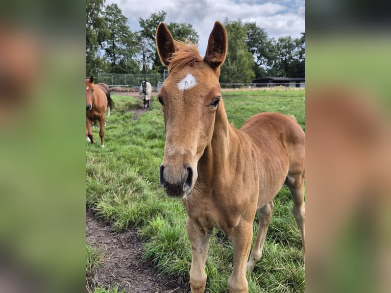 Trakehner Étalon Poulain (05/2025) 165 cm Alezan in L&#xF6;ningen