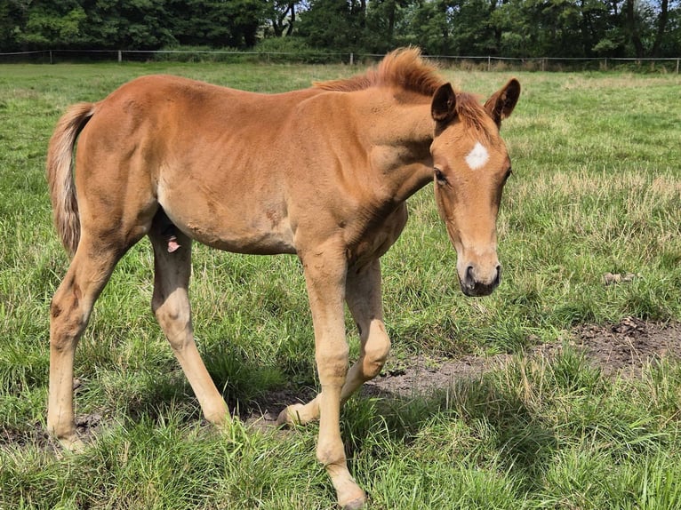 Trakehner Étalon Poulain (05/2025) 165 cm Alezan in L&#xF6;ningen