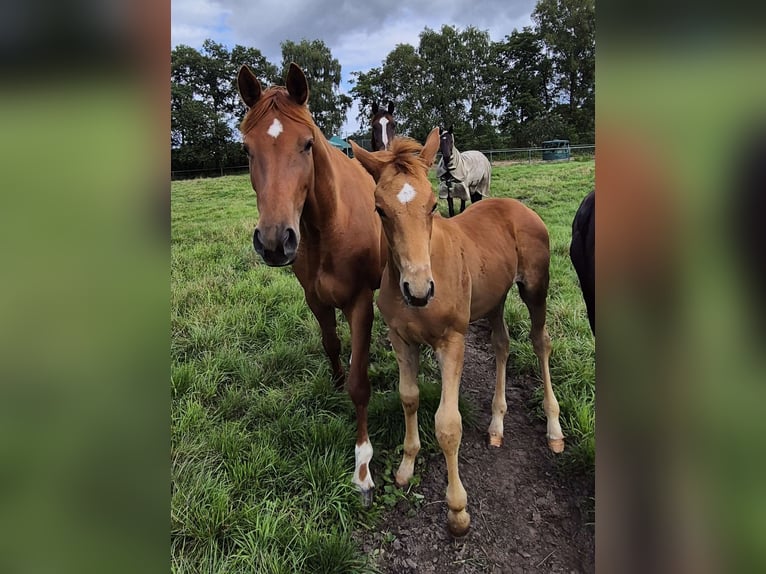 Trakehner Étalon Poulain (05/2025) 165 cm Alezan in L&#xF6;ningen