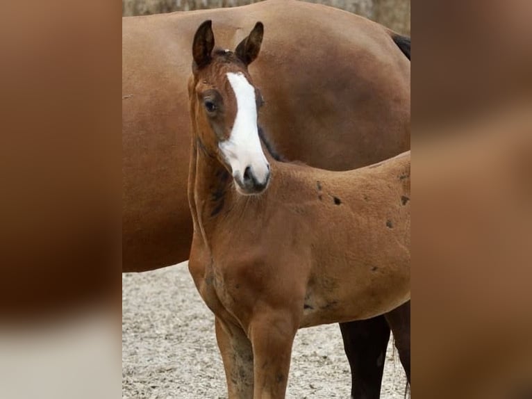 Trakehner Étalon Poulain (06/2024) 166 cm Bai in Günzburg