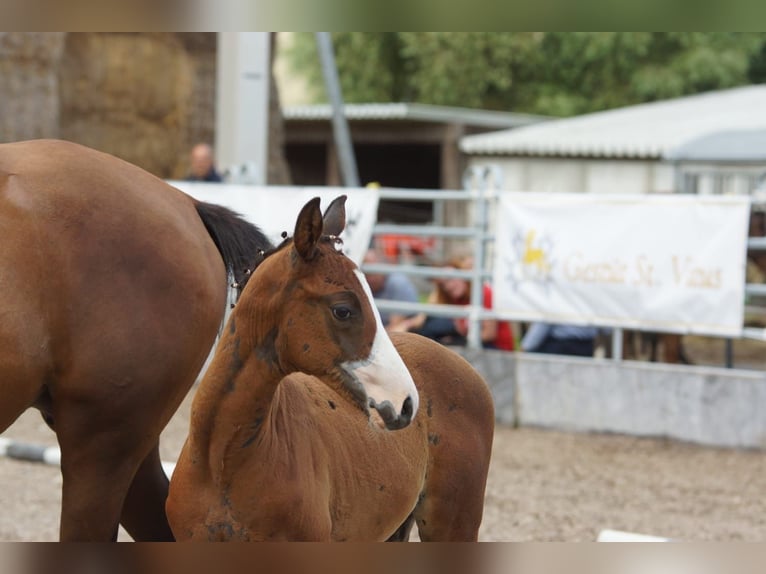 Trakehner Étalon Poulain (06/2024) 166 cm Bai in Günzburg