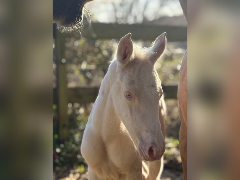 Trakehner Étalon Poulain (01/2026) 166 cm Cremello in Duvennest