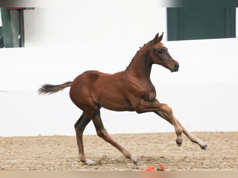 Trakehner Étalon Poulain (04/2026) 168 cm Bai brun in Zevenhuizen