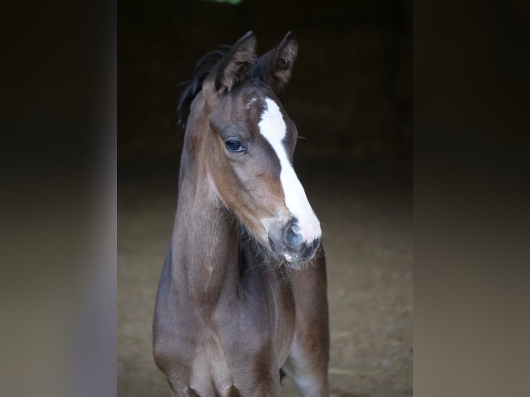 Trakehner Étalon Poulain (05/2024) 168 cm Bai brun in Günzburg