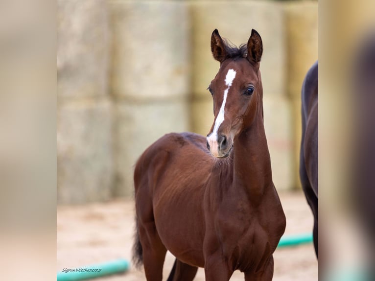 Trakehner Étalon Poulain (05/2025) 168 cm Bai in Aytos