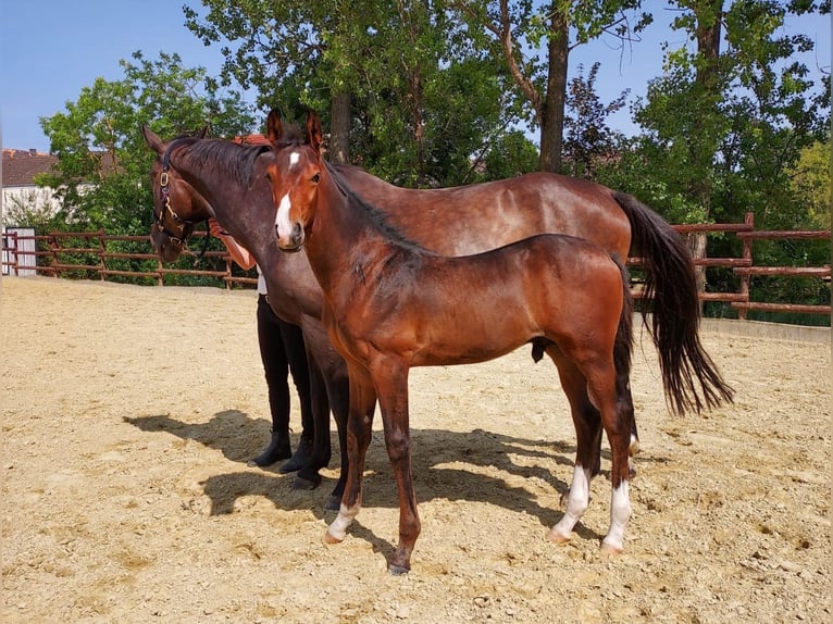 Trakehner Étalon  168 cm Bai in Zülpich